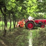 Mahindra 245 DI Orchard Picture -4